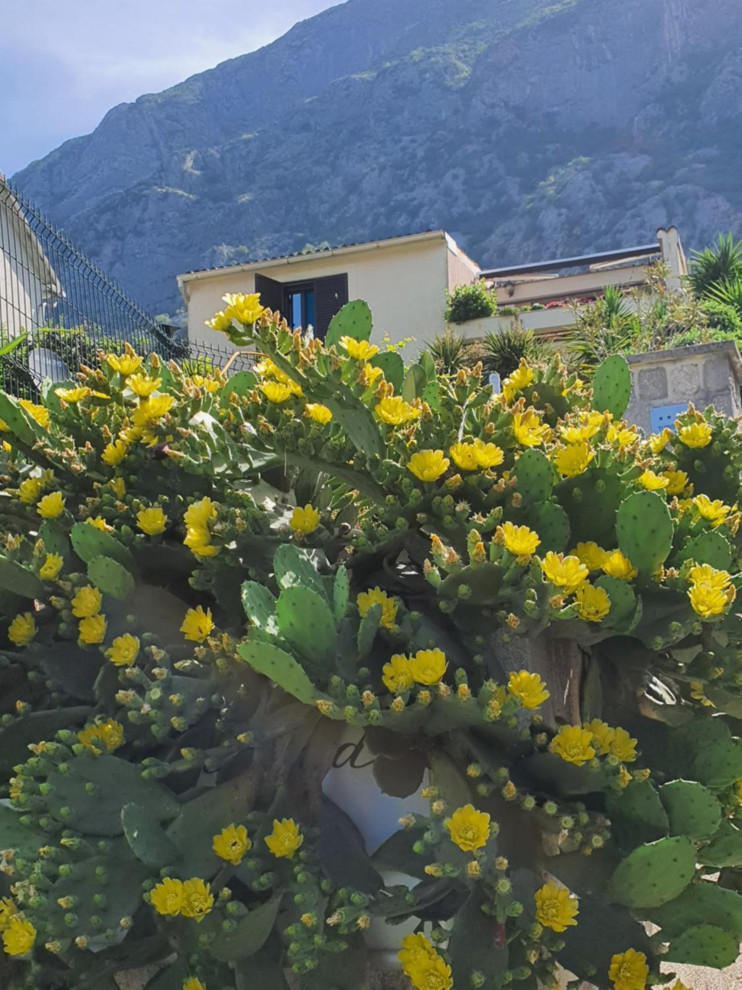 La Grande Apartments Kotor Luaran gambar