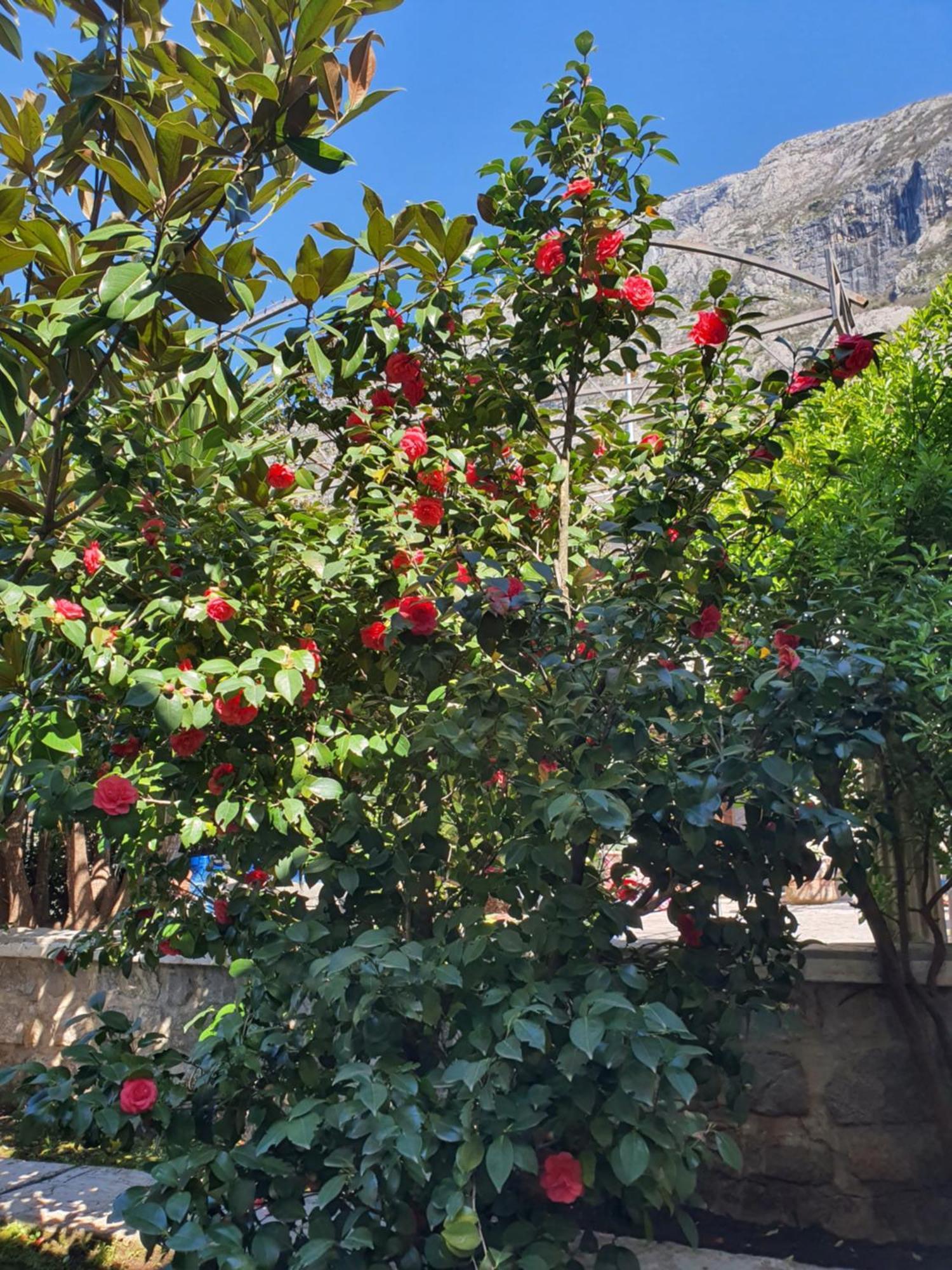 La Grande Apartments Kotor Luaran gambar